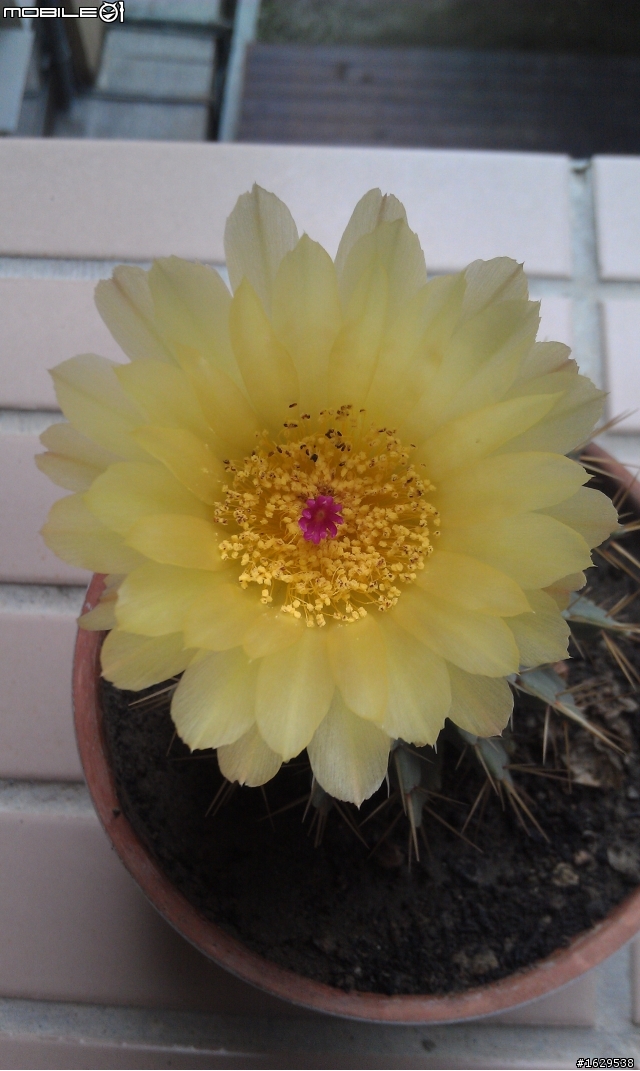 仙人掌開花~3