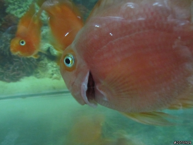 關於血鸚鵡(魚病)(圖片)