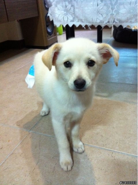 [已送出]差點被車撞的小幼犬...急徵認養家