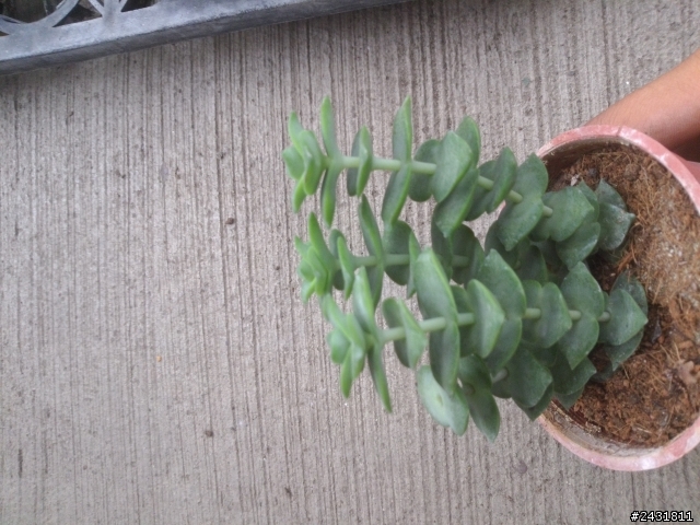 多肉植物請教!