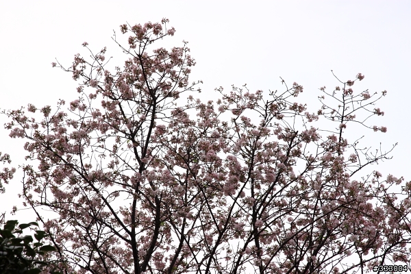 2013/03/18 天元宮 花況