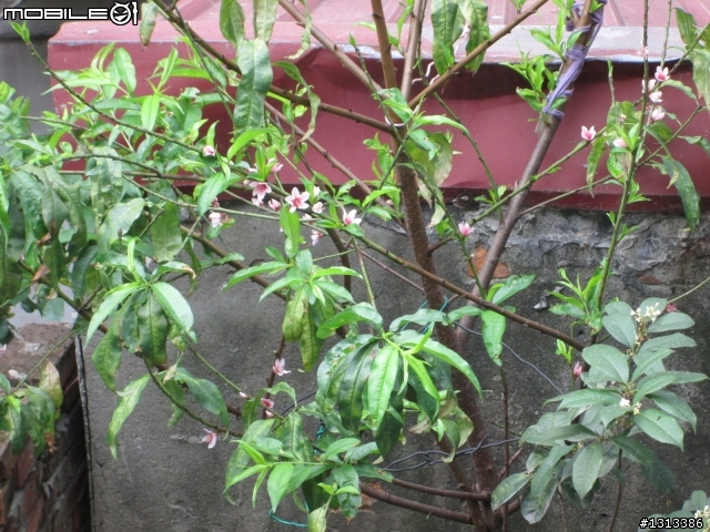 我的秘密花園