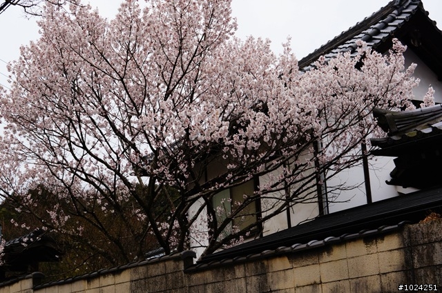[單車拖車的無限可能]  2013 Bike·桜·京都  (2nd Day)