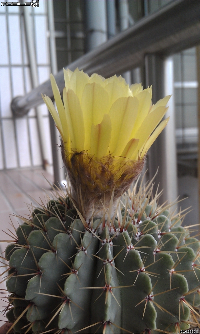 仙人掌開花~3