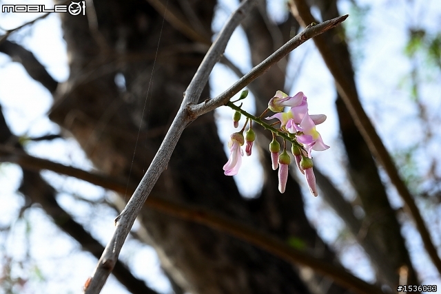 2013年烏山頭水庫櫻花季
