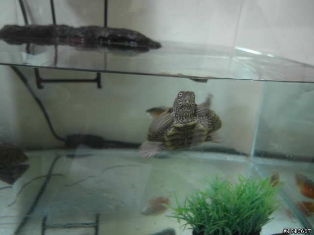 新的魚缸 新的魚