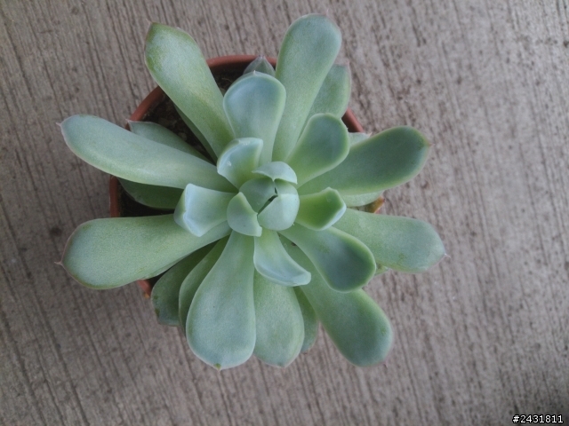 多肉植物請教!
