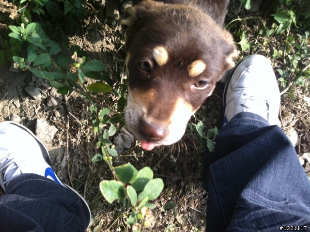 [北部] 超可愛幼犬找家--只剩下咖啡哥哥跟小白妹還在等待幸福喔  /  咖四目小妹被認養了