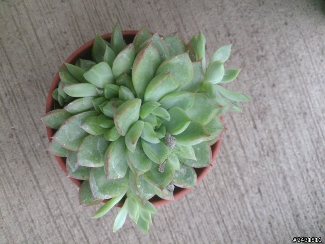 多肉植物請教!