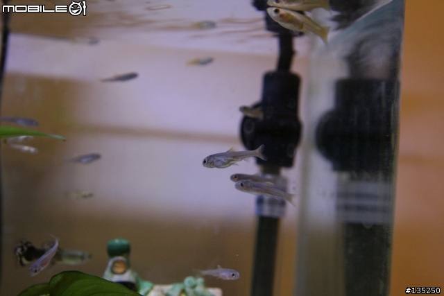 請問大家這是甚麼魚？