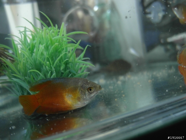 新的魚缸 新的魚