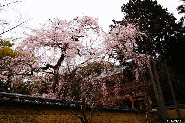 [單車拖車的無限可能]  2013 Bike·桜·京都  (2nd Day)