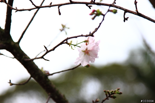 2013/03/18 天元宮 花況