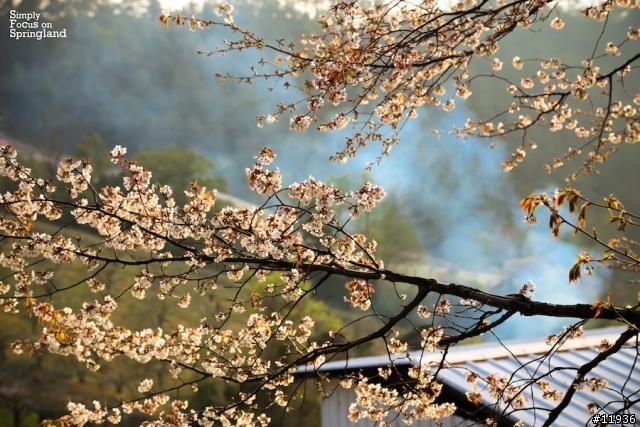 [試駕文]THE ALL-NEW FOCUS-純粹的春天山道旅遊(宜蘭.梨山.花蓮)..圖多文少