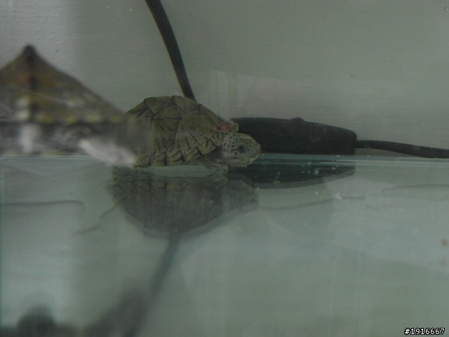 新的魚缸 新的魚