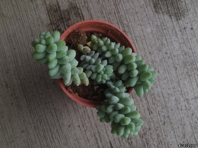 多肉植物請教!