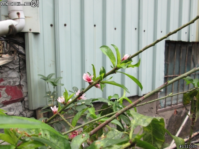 我的秘密花園
