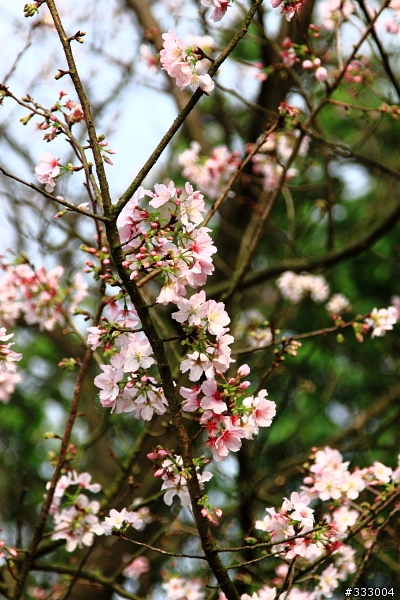 2013/03/18 天元宮 花況