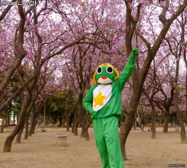 台南公園&官田區八田路(南117線),羊蹄甲花海
