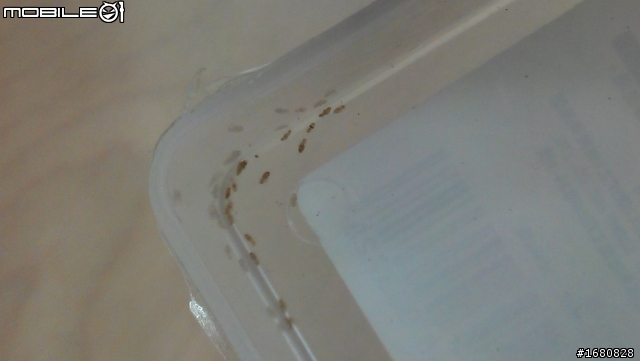 和室地板居然有這種小蟲....