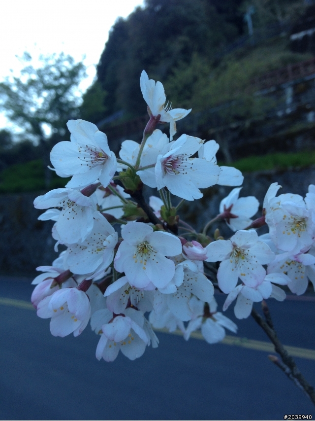 Focus MK3 5D TDCi，不專業之開箱文+3/9阿里山森林遊樂區賞櫻一日遊(文長、費話多、圖多，不喜歡勿入)