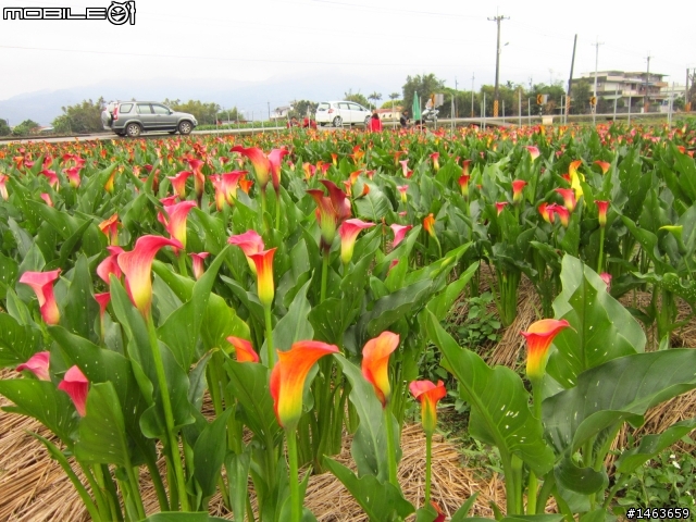 三星彩色海芋田