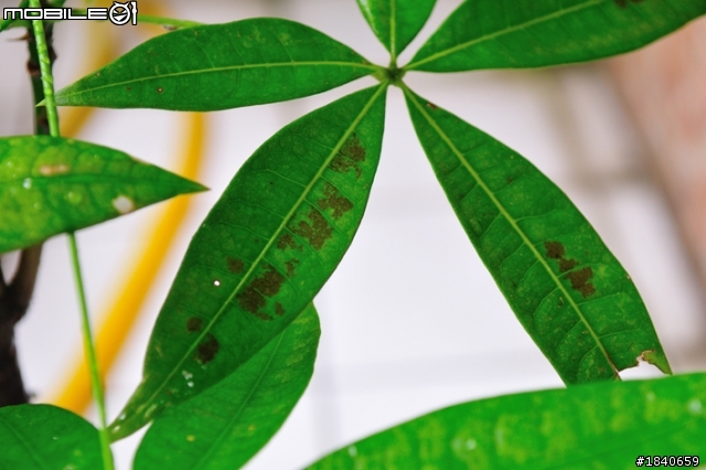 請問 發財樹 葉子有點問題