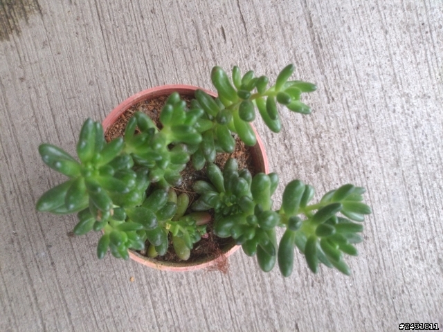 多肉植物請教!