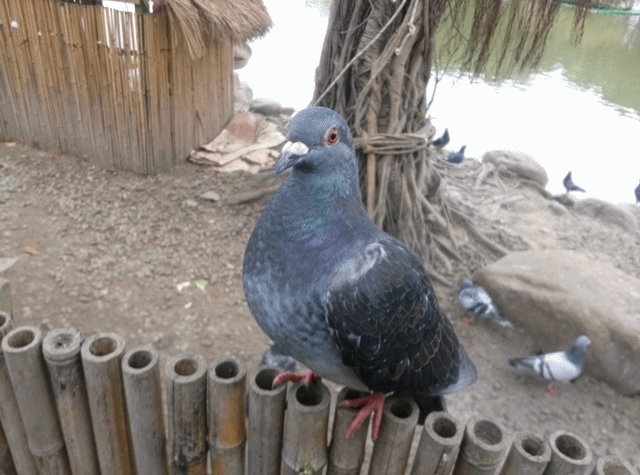 拿S3 PK LG新機!Optimus G大勝!