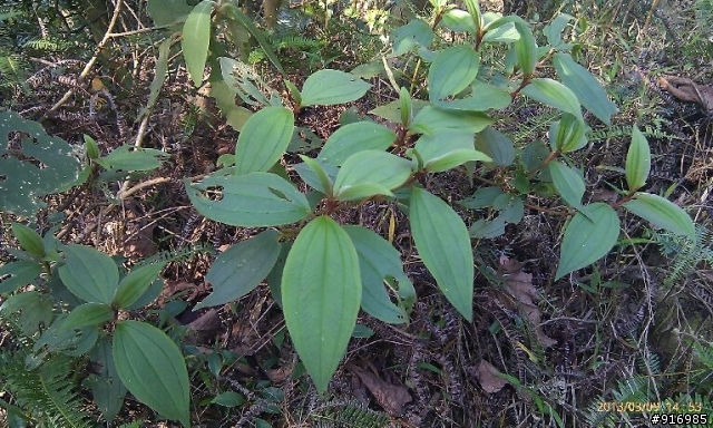 [請問]植物名稱(6種) ?