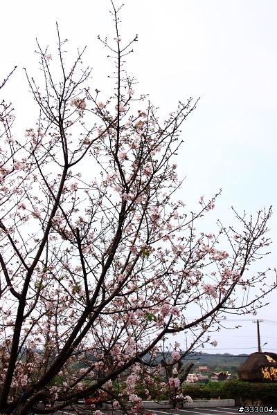 2013/03/18 天元宮 花況