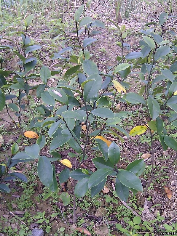 [請問]植物名稱(6種) ?