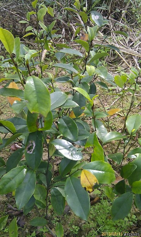 [請問]植物名稱(6種) ?