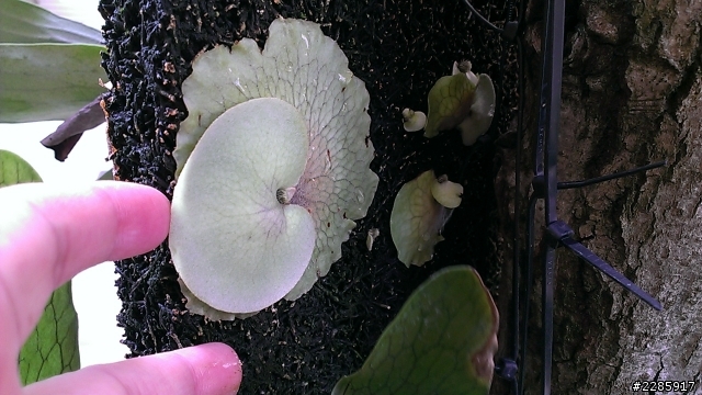 怎麼分株鹿角蕨
