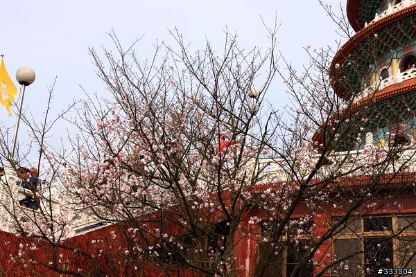 2013/03/18 天元宮 花況