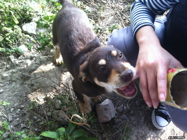 [北部] 超可愛幼犬找家--只剩下咖啡哥哥跟小白妹還在等待幸福喔  /  咖四目小妹被認養了