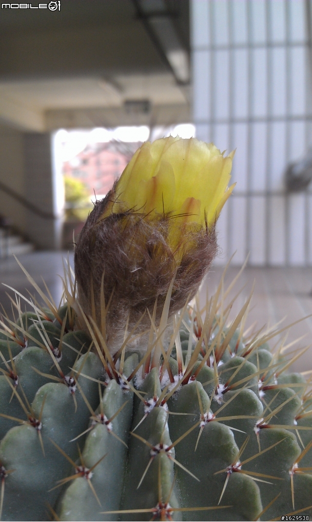 仙人掌開花~3