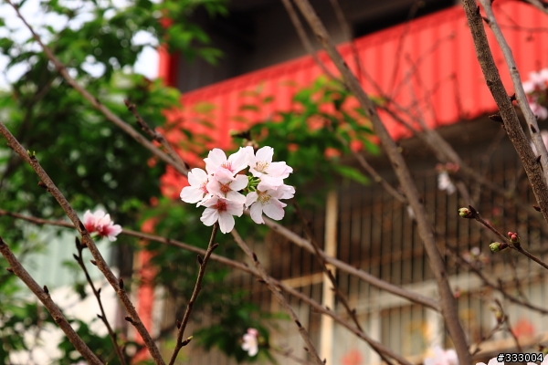 2013/03/18 天元宮 花況
