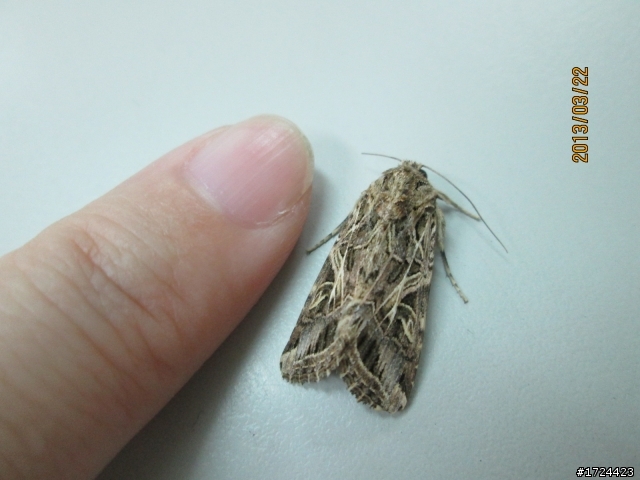 〔請問〕這些都是飛蛾嗎？有名字嗎？(2013０８２３更新)