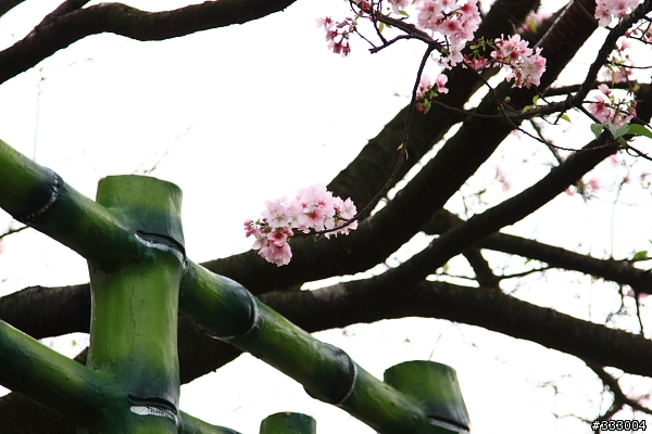 2013/03/18 天元宮 花況
