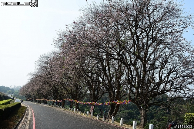 2013年烏山頭水庫櫻花季