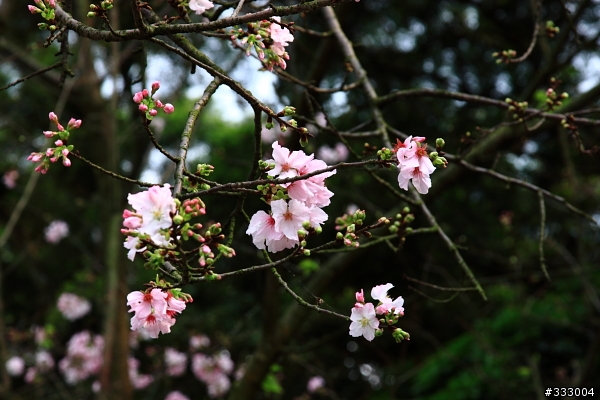 2013/03/18 天元宮 花況