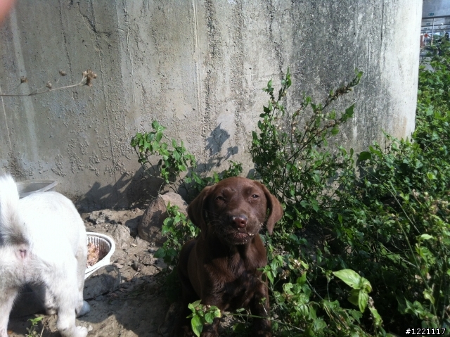 [北部] 超可愛幼犬找家--只剩下咖啡哥哥跟小白妹還在等待幸福喔  /  咖四目小妹被認養了