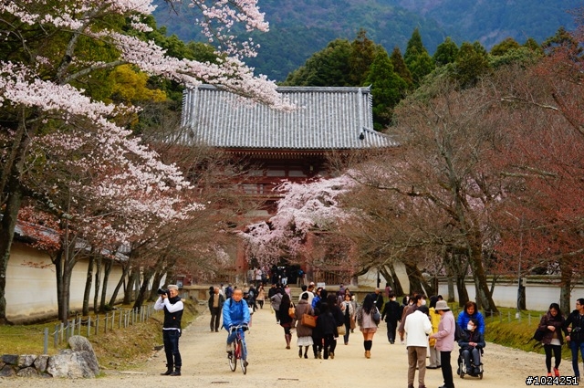[單車拖車的無限可能]  2013 Bike·桜·京都  (2nd Day)