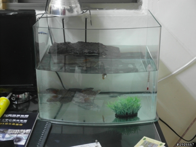 新的魚缸 新的魚
