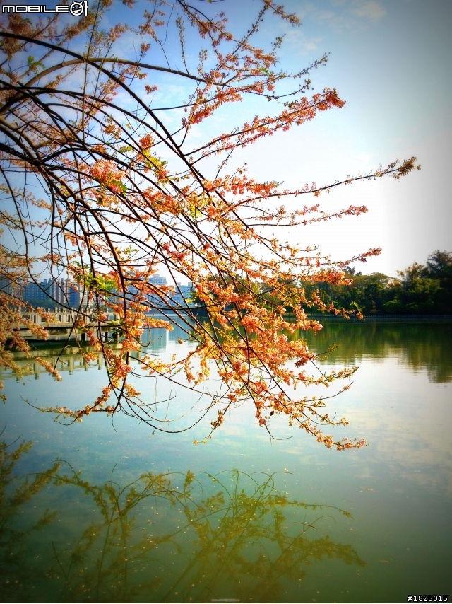 2013/3/10 早安~澄清湖