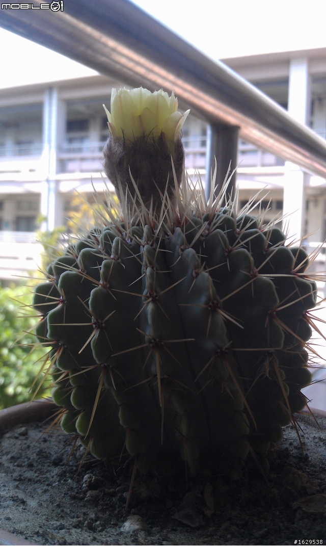 仙人掌開花~3