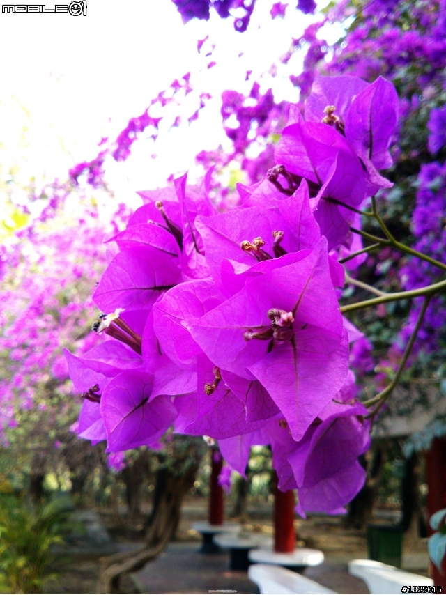 2013/3/10 早安~澄清湖