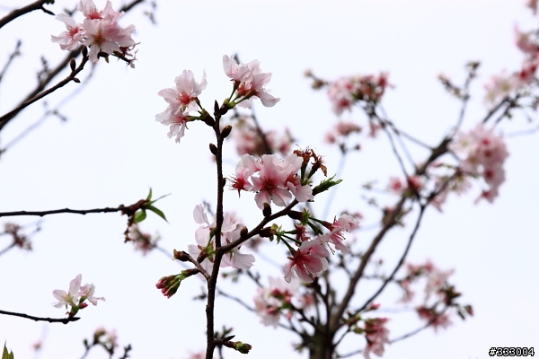 2013/03/18 天元宮 花況