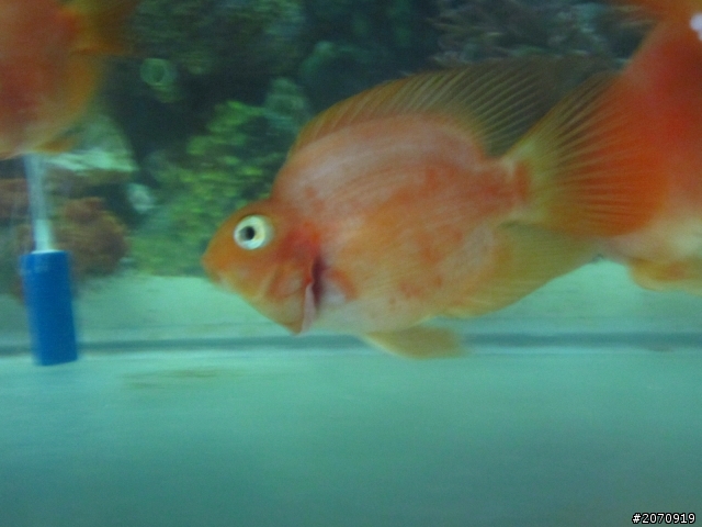 關於血鸚鵡(魚病)(圖片)
